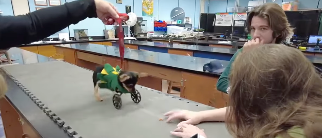 Puppy learning how to walk with wheelchair
